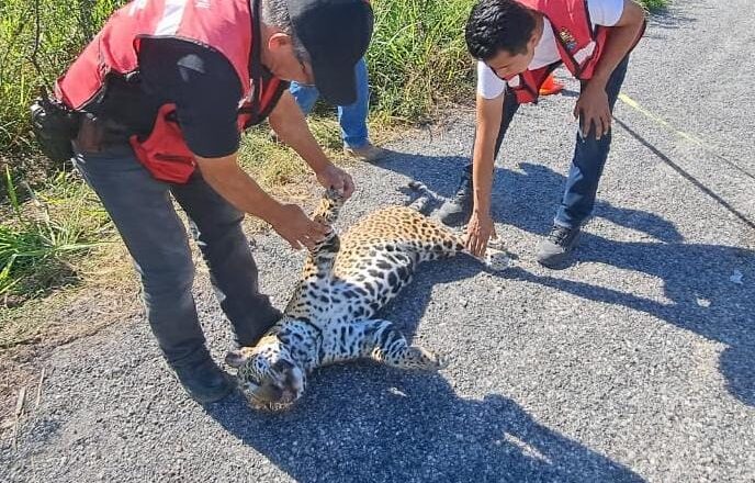 Jaguar hembra murió atropellada en Soto la Marina