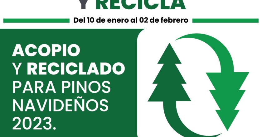 Activó Gobierno de Reynosa centro de acopio de pinos navideños