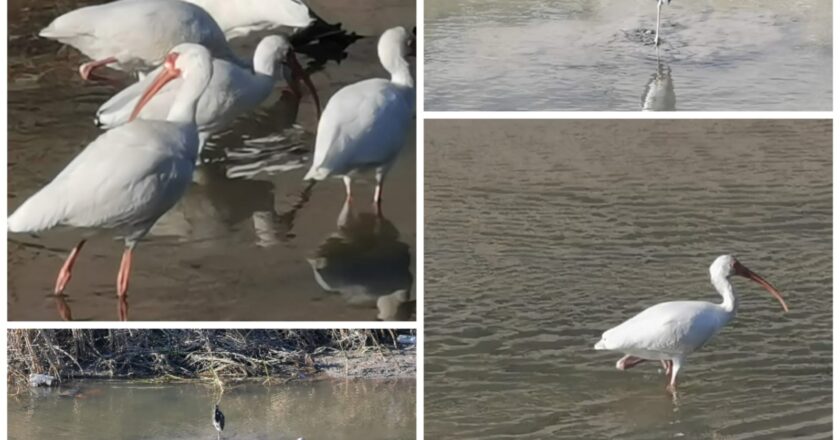 Son lagunas y canales refugio de aves migratorias