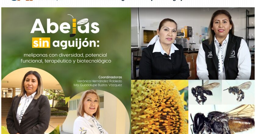 Explora UAT potencial terapéutico y biotecnológico de abejas sin aguijón