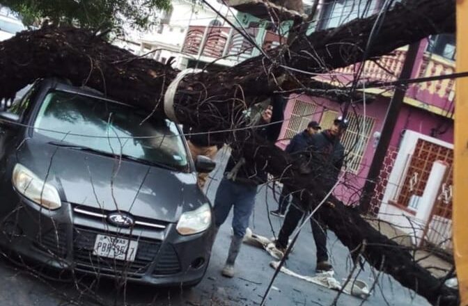 Tormenta tumbó árboles y postes