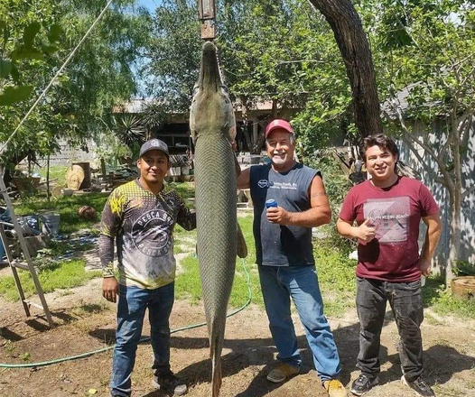 Pescaron enorme catán en el río Bravo