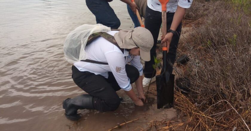 Reforesta Gobierno de Tamaulipas litoral costero