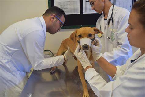 Pondrán primera piedra del Hospital Veterinario