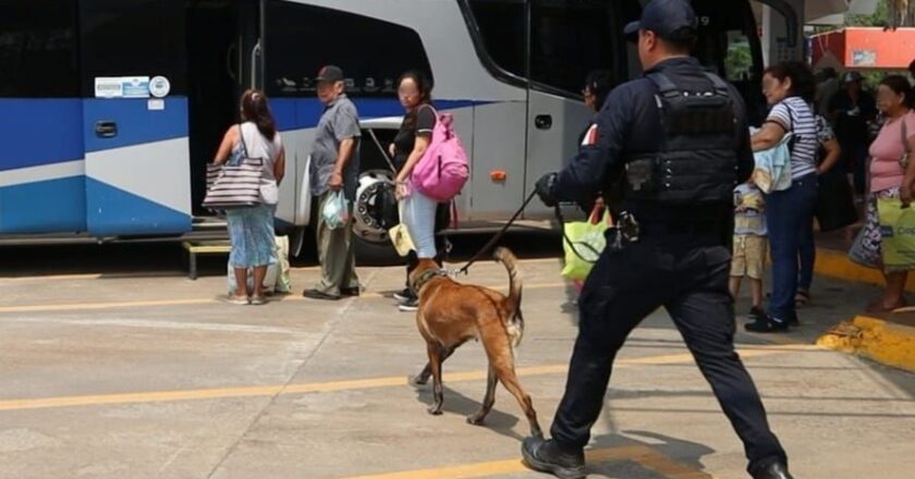 Binomios caninos vigilan centrales de autobuses