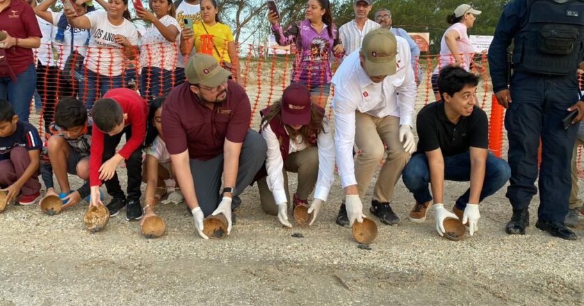 Tortuga lora inicia migración desde playas de Tamaulipas