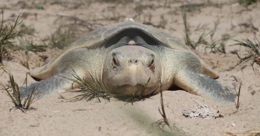 Federación otorgó permiso a Tamaulipas para operar dos campamentos tortugueros