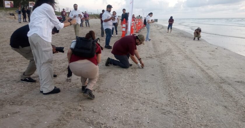 Guardia Estatal colabora en la preservación de la Tortuga Lora