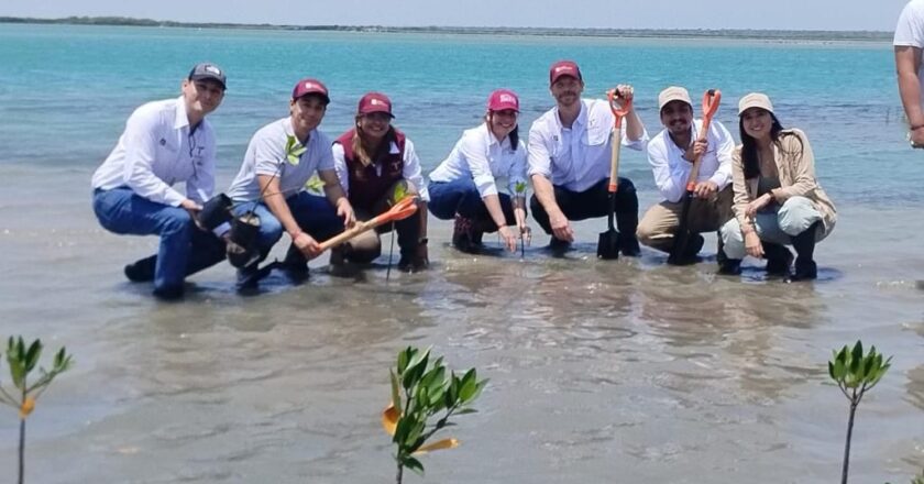 Reforesta SEDUMA con mangle la playa La Pesca