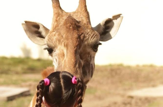 Terminó etapa de intercambio de la jirafa Rafa en Zoológico de Tamatán