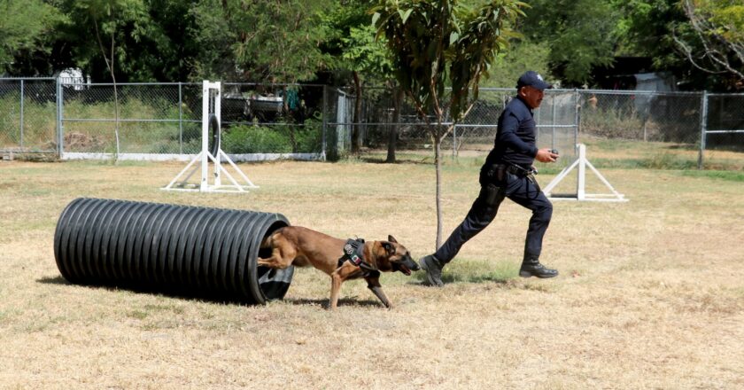 Cuenta Guardia Estatal con agentes caninos especializados