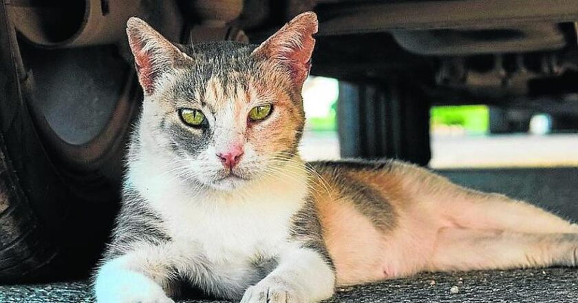 Sin casos de “hongo del gato” en Tamaulipas