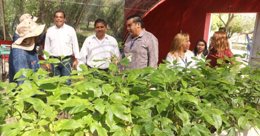 Contribuye IP a reforestación de Tamaulipas