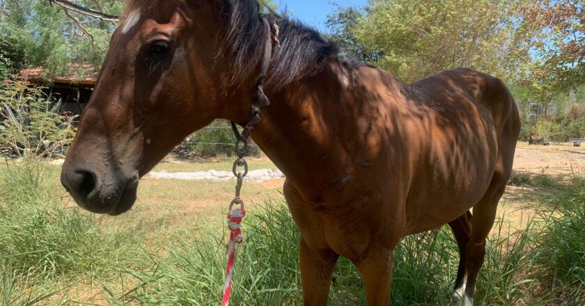 Está prohibido en Reynosa uso de tracción animal