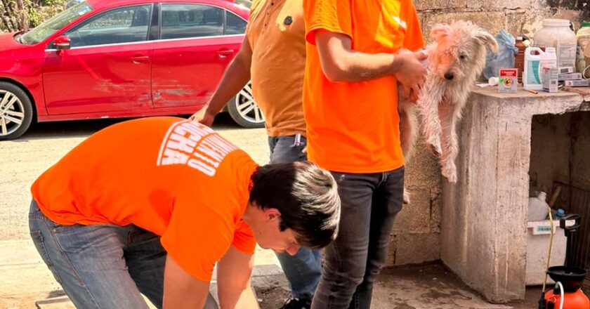 Jóvenes en Movimiento esterilizan mascotas