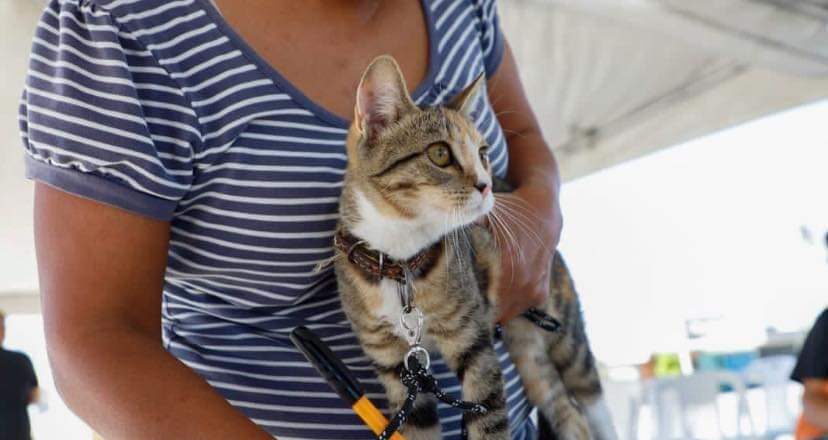 Programa EcoPatas cumple con esterilización de mascotas