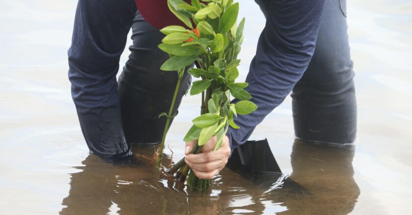 Reforesta SEDUMA manglar en litoral tamaulipeco