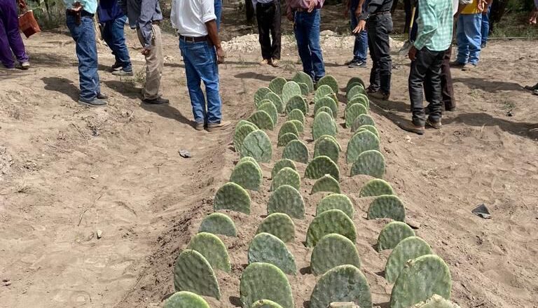 Capacitan a productores agropecuarios mediante el Programa de Extensionismo rural