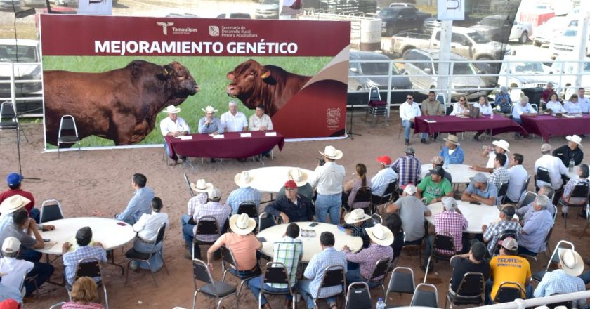 Renuevan hatos ganaderos de Tamaulipas con Programa de Mejoramiento Genético