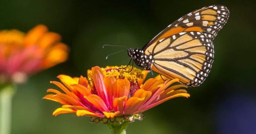 Esperan el paso de la mariposa Monarca por Tamaulipas