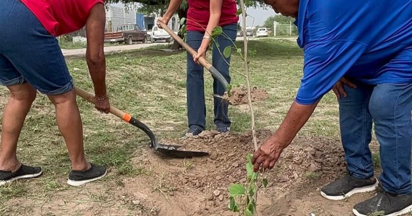 Reforesta y embellece Gobierno de Reynosa la plaza de San Valentín