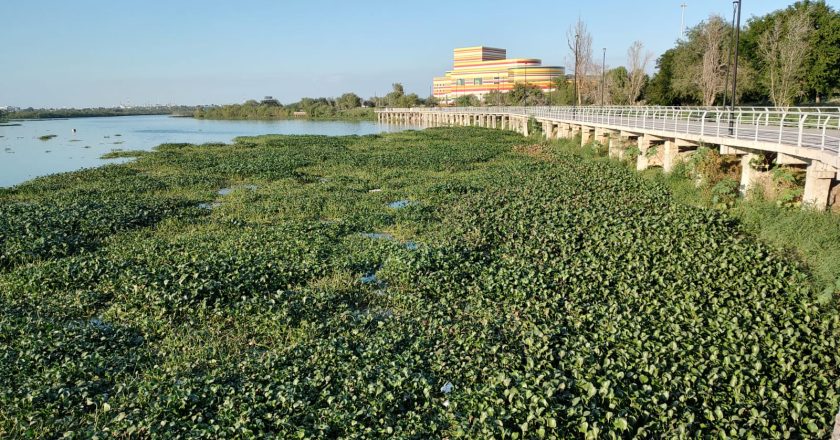 Lirio Acuático invade la laguna La Escondida