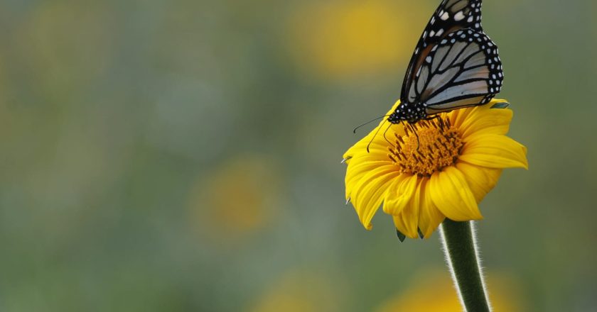 Fortalecerán la Ruta Migratoria de las Mariposas Monarca