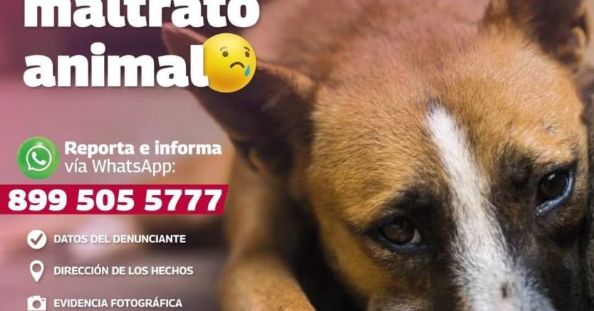 Atiende Protección Animal Reynosa denuncias ciudadanas