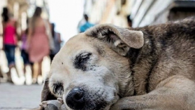 Sobrepoblación canina en colonias