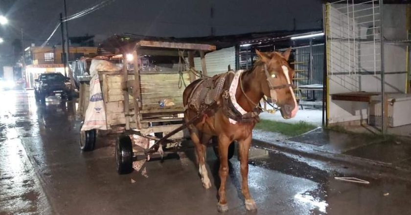 Refuerzan acciones para la protección de los animales