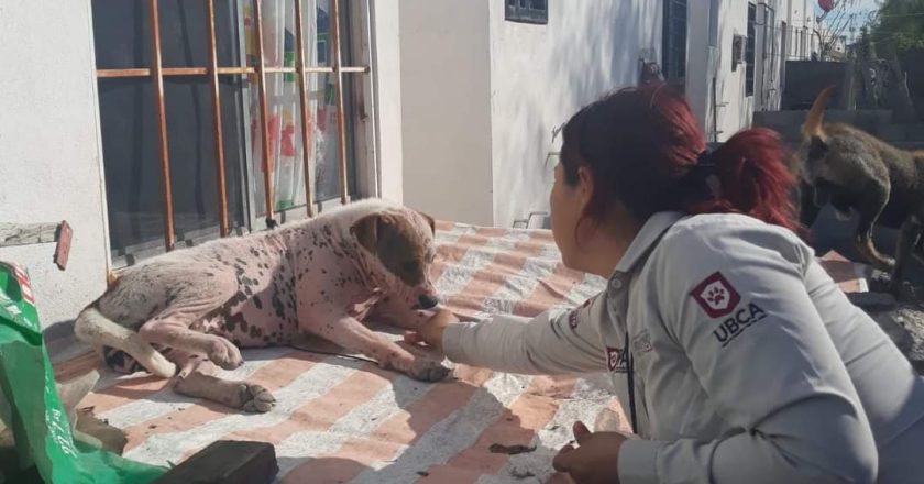 Protege Carlos Peña Ortiz a mascotas en situación de calle