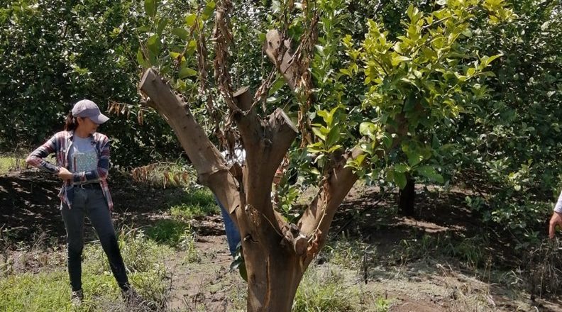 Desarrolla UAT un proyecto para evaluar los residuos contaminantes de agroquímicos en el suelo