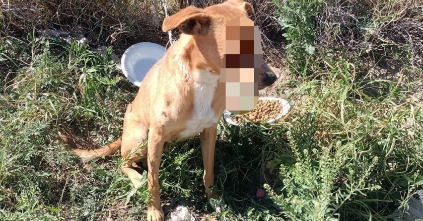 Velan rescatistas y Gobierno de Reynosa por animales maltratados