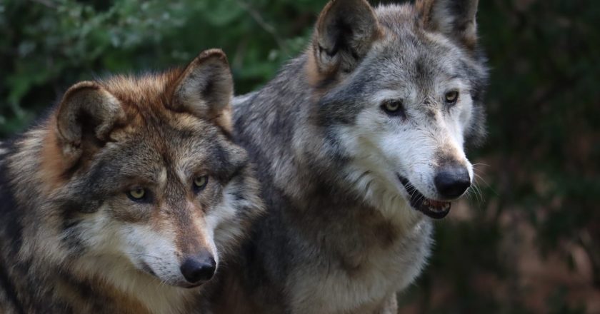 Participa Tamaulipas en Programa Binacional del Lobo Gris Mexicano