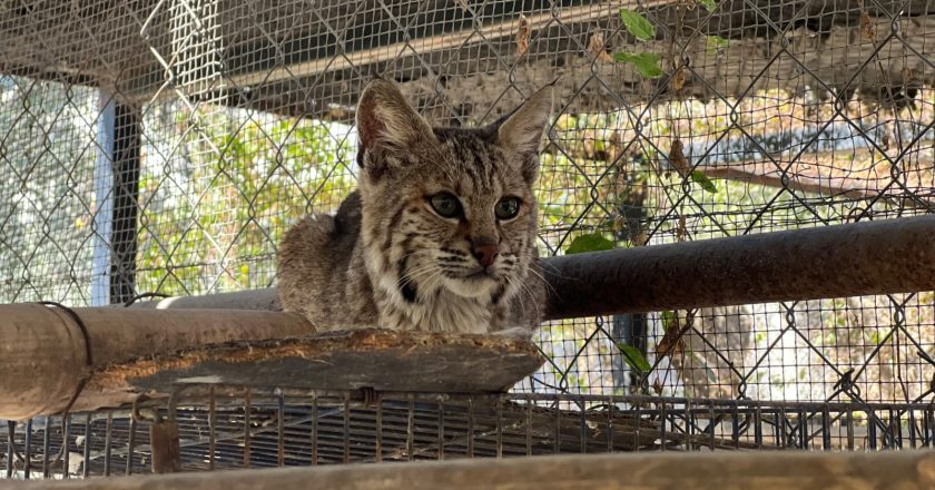 Resguarda Zoológico Tamatán a una osezna, un lince y un ocelote