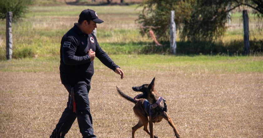 Estudiante de la UAT aporta su experiencia en adiestramiento canino al servicio comunitario