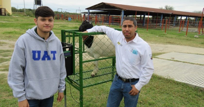 Estudiante de la UAT desarrolla innovador sistema de monitoreo de alimentación de borregos