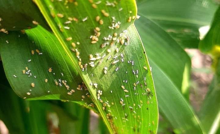 Pega pulgón amarillo a los cultivos de sorgo