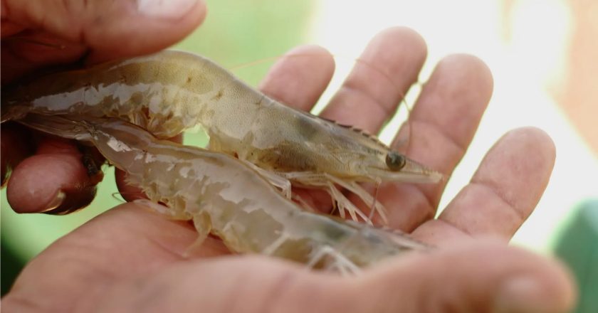 Inicia veda de camarón en el Golfo de México