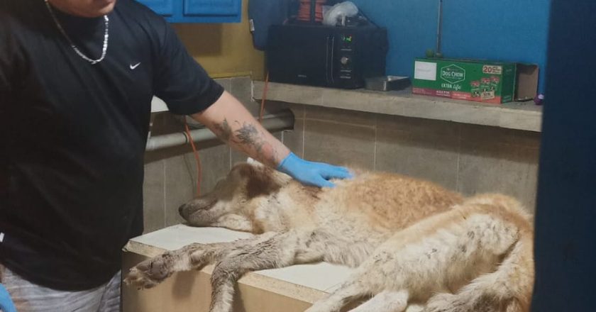 Gobierno de Reynosa, mediante Rescate Animal atendió a perrito Husky maltratado