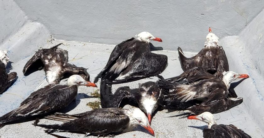 Ecocidio: Barcos sardineros provocan mortandad de especies marinas