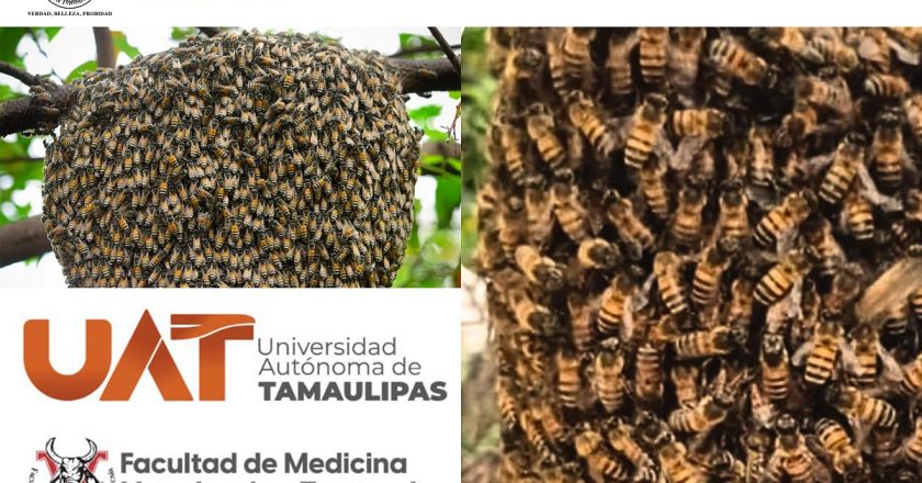 Lanza UAT convocatoria para rescatar y proteger enjambres de abejas