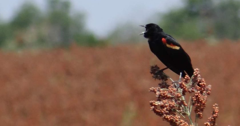 Avanza la trilla de sorgo; aumento del dólar da esperanza a productores