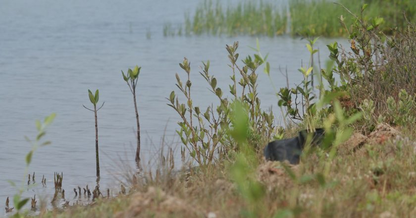 Refuerza SEDUMA reforestación de mangle en costas tamaulipecas