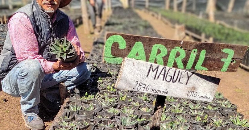 Busca UAT preservar la genética de especies de maguey