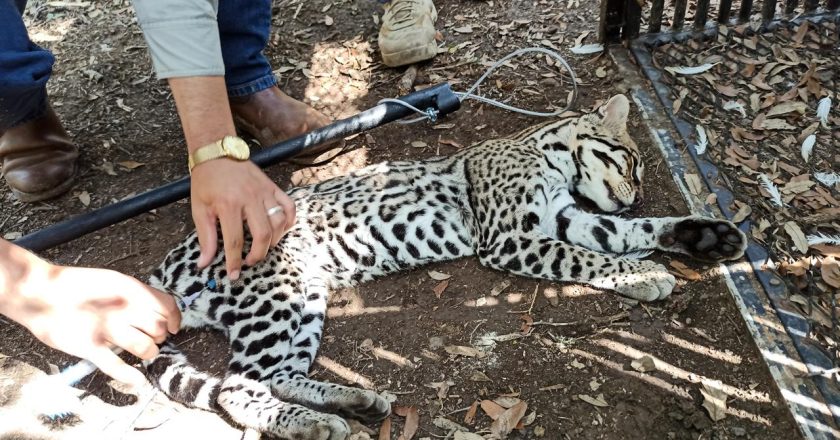 Realiza UAT un estudio para la protección del ocelote en Tamaulipas