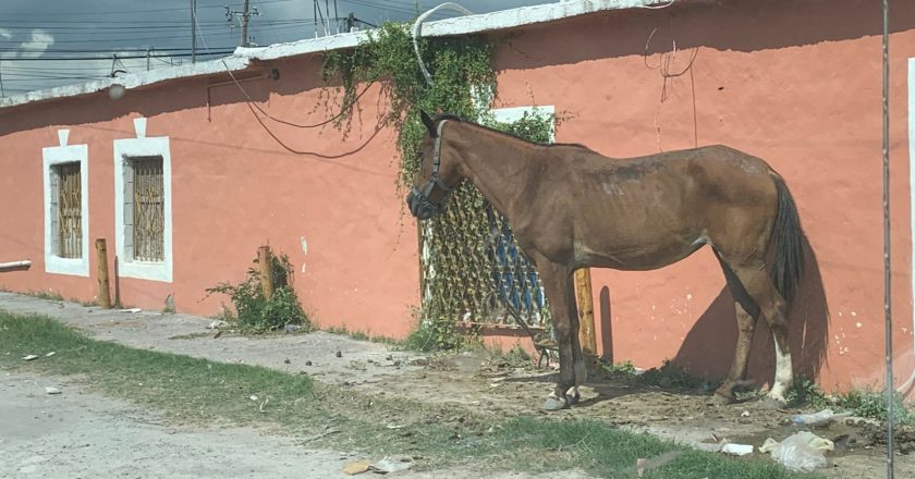 Nuevo caso de maltrato animal