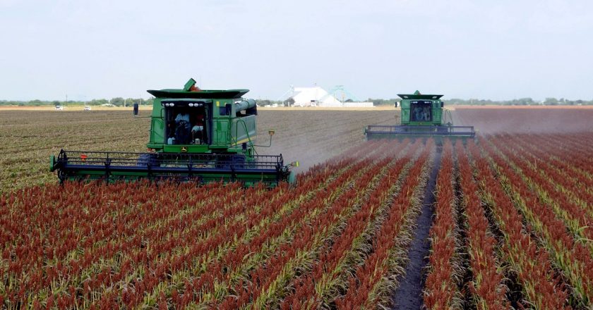 No hay dinero para subsidiar producción de sorgo