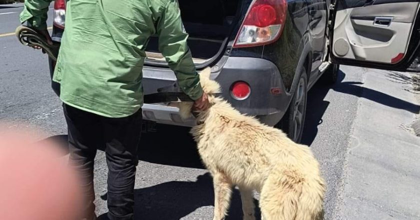 Logran rescatar a lomito gracias a vecina compasiva