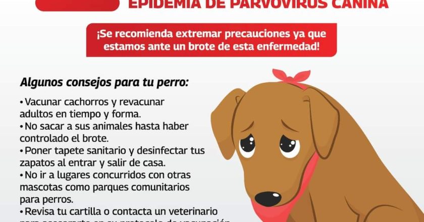 Alerta Gobierno de Reynosa por parvovirus canino